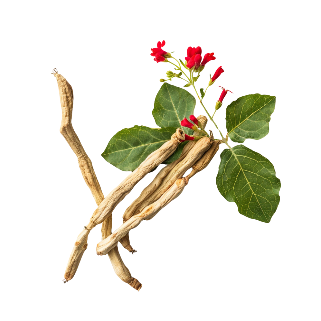 Ashwagandha (Ашваганда) іконка