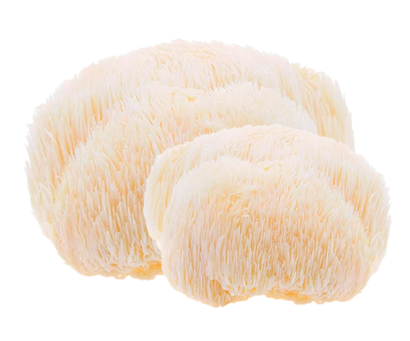 Lion's Mane Mushroom (Їжовик Гребінчастий) іконка